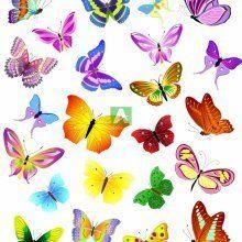 Бабочки 26