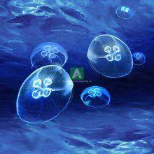 Вода и подводный мир 0029