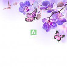Бабочки 11