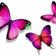Бабочки 41