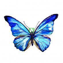 Бабочки 05