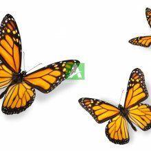 Бабочки 42