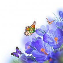 Бабочки 14